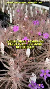 Byblis are rarely seen in cultivation, but they are utterly captivating! All of our plants are starting to bloom, and it’s a wonderful site to see! We wanted to share it with you! www.CaliforniaCarnivores.com | California Carnivores