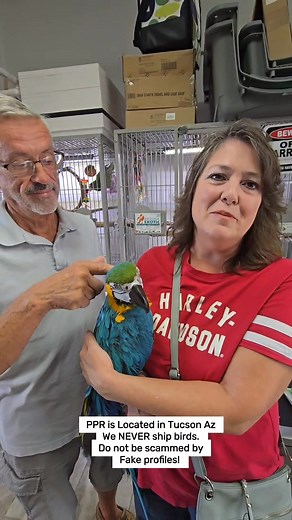17K views · 625 reactions | Another WONDERFUL adoption today! Please support our work at www.paradiseparrotrescue.org! 520-288-6310- call to adopt your own amazing parrot! | Paradise Parrot Rescue | Facebook