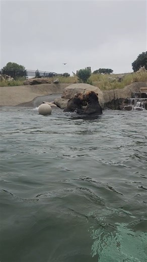 246K views · 6.7K reactions | Pool time is loads of fun but better with a brother  | Oakland Zoo | Facebook