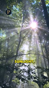 The Biggest Lie About Optimal Health #OptimalHealth #HealthMyths#WellnessTruth #Biohacking#NutritionTalk | Podclipz