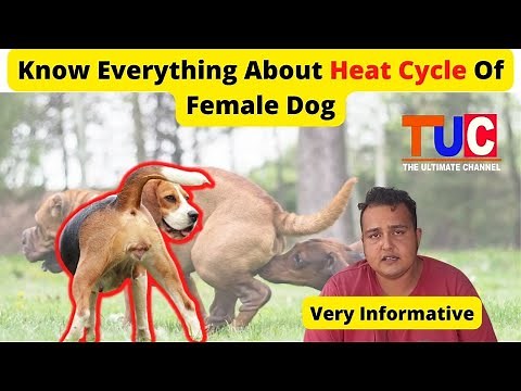 Know Everything About The Heat Cycle Of A Female Dog | Female Dog In Heat | TUC Explained
