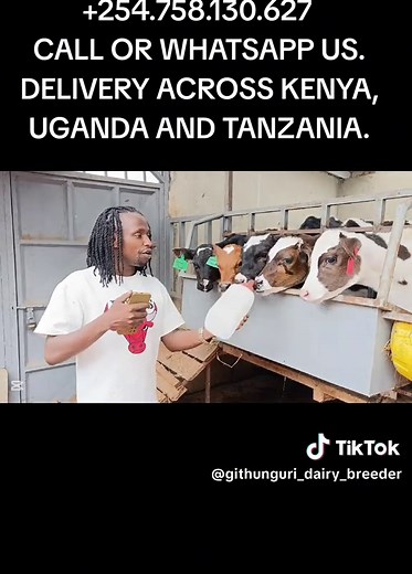 #mugambowamurimitv #dairycows_team🐄 #ugandafarming #dairycowsoftiktok #Ramadan2025 #ufugajiwangombetanzania #poultryfarminguganda #Dairyfarmingbotswana #rwandatiktok🇷🇼 #jerseycows #rwandadairy #dairyfarminguganda #dairybreeds #rwandafarming #dairycowsoftiktok #poultryfarminguganda #Ramadan2025