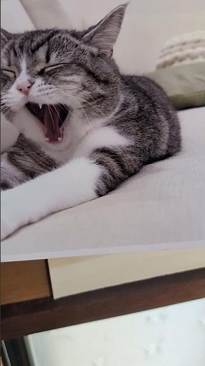 坂本冬美/💫🎼また君に恋してる