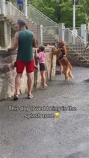 6.2M views · 10K reactions | This dog loved being splashed by the water    Via @gofetch | Dan's Pet Care | Facebook