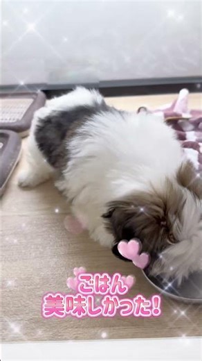 【シーズー】シーちゃんのごはんタイム✨#シーズー#shotrs ＃子犬#埼玉県#ペットショップ