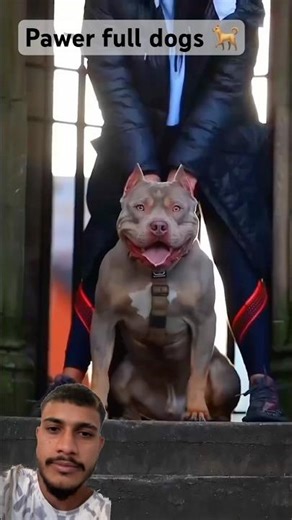 Pitbull_edit_tutorial_#dog #viral #pitbull #bulldog #dog #trending #short #suscribe #shortviral