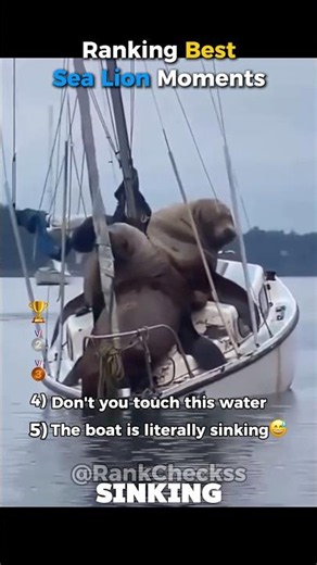 Ranking BEST Sea Lion Moments!! 🦭🌊