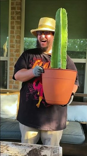 Incredible Peruvian Apple Cactus (Grows as a Houseplant!)