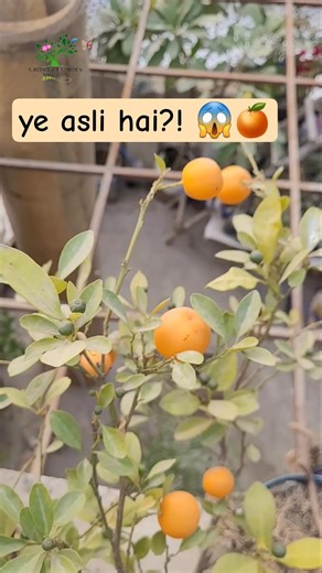 mini china orange 😱🍊 | pot me fruit | #greengiftgarden #orange
