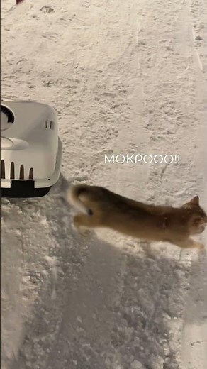 Baby's first snow🥺🥹