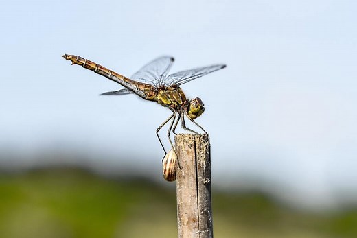 15 Spiritual Meanings of a Dragonfly: Is Seeing one Good Luck?