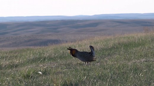 Prairie chickens dance through grasslands