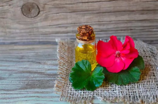 How to use Geranium oil for ultimate hair growth