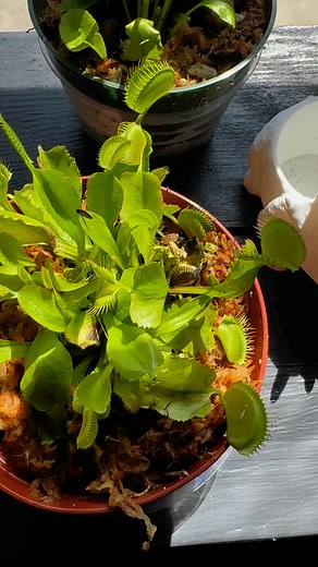 🪰 VENUS FLY TRAP RESTOCK! 🪰 These fascinating bug-eating plants are back at Nico’s On First Avenue! Whether you’re adding to your collection or grabbing your very first carnivorous plant, these little guys are always a hit. ✨ Perfect for curious plant lovers ✨ Fun to watch and easy to care for ✨ Limited quantities – they won’t last long! 📍 Visit us in Downtown Kennewick at 525 W. 1st Ave 🕒 Open today from 11am to 4pm Tag a friend who needs one in their life! 💚 #VenusFlyTrap #CarnivorousPlan