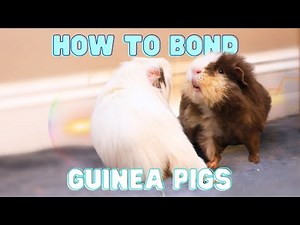 How to Introduce & Bond Guinea Pigs - Tried + True Tips