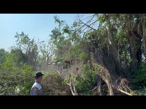 Impressive tree cutting technique! Cutting down useless, dangerous trees