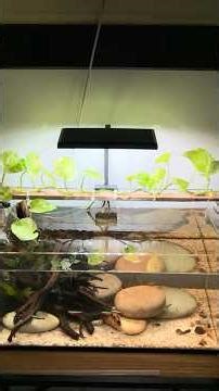 Low budget aquarium New money plant cut added on drift wood