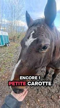 ROUTINE avant d’aller au travail #cheval #horse #routinevlog #canicross #courir #equestrian