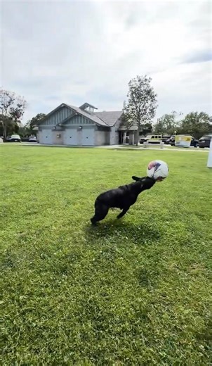 Frenchie Training for World Cup 2026 Like a Pro ⚽️🔥