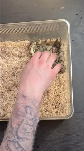 Baby Corn Snake Enclosure Setup [Pantherophis guttatus] #shorts