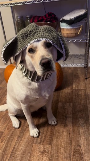 Today Service Dog Cinderella is channeling the wisdom of Master Yoda for Halloween. Both light and darkness she senses within us. 🖤🤍 #ServiceDogLife #ServiceDogs #DogHalloweenCostume