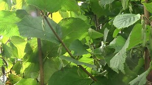 catkins of common hazel. Green young leaves of a hazel grove in the spring close up. Common Hazel, or Hazel, or Hazelnut (Corylus avellana).