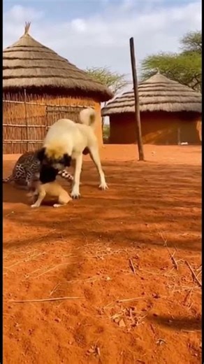 Big Dog Rescues Puppy from Leopard