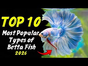 Top 10 Most Beautiful Betta Fish in the World 🐟(2026)