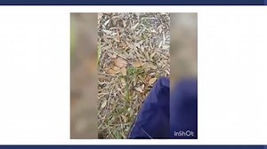 Insolite : Ils découvrent un énorme python dans leur jardin (VIDEO) - Vidéo Dailymotion