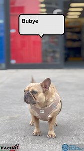 Meet Penny, the newest member of the Irish Garage Equipment team 🐶 | Irish Garage Equipment