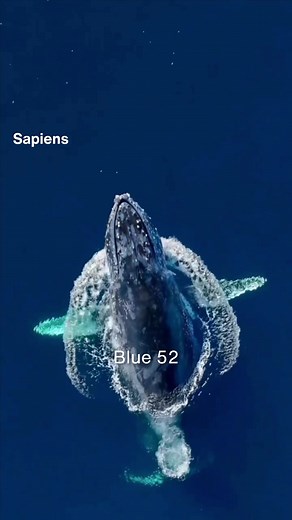 El Canto más Triste del Océano: Blue 52, la Ballena Solitaria