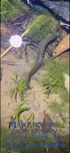 Night Mud Loach Catching Traditional Trick That Works Every Time