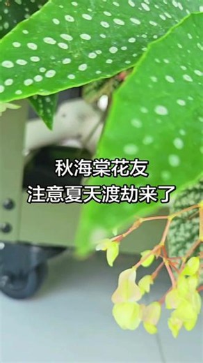 夏天养秋海棠=渡劫！熬过去就爆花🌱 气温一升，秋海棠又要渡劫了…纪念下现在状态还不错的「夏日微风」和「胡安妮塔」竹节秋海棠。 #绿植生命力 #秋海棠 #竹节秋海棠