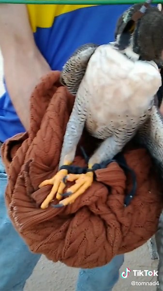 Caring for Falcons: Tips for Handling Birds of Prey