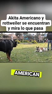Akita Americano y rottweiler frente a frent3 #dog #naturelovers #cat #fblifestyle #animals | ferchogamer23