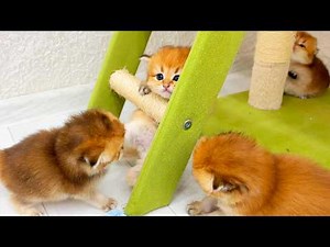 Adorable Kittens Playing and Having Fun 🐾💖 Cutest Moments Ever!
