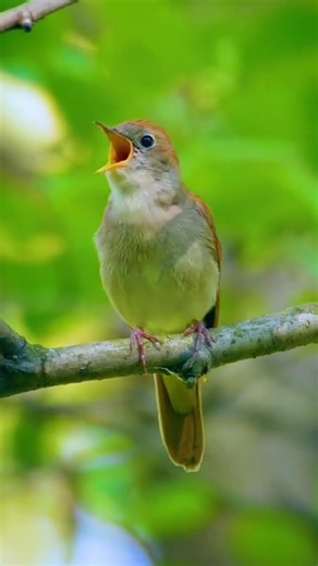 SUARA BURUNG SIKATAN LONDO GACOR DI HUTAN RIMBA | NIGHTINGALE #birds #sikatanlondo #nightingale