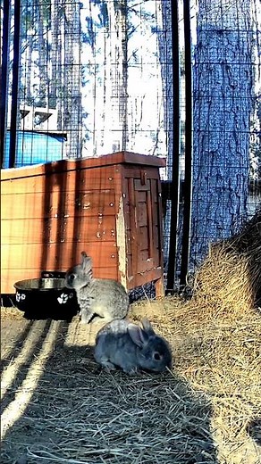 Rabbit cam: Tamuk chinchilla babies exploring