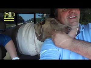 Dog leg amputation , cost, surgery, recovery time (13 year old doberman)