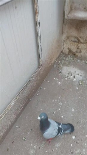 Tremenda carrera de estos dos MACHOS desde Bariloche. | Marcelo Lagrutta