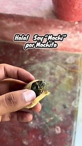 A veces mueres pero esta es resilente “Mochi” una trachemys venusta o “hicotea” no se desarrolló bien y tiene malas deformaciones pero la quiero como a todas mis tortugas y mientras viva, a Mochi la cuidaremos con mucho amor