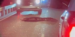 Road-Hog Alligator Stops Traffic in South Carolina State Park