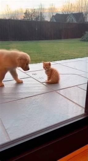 Cute moment outside with a puppy and a kitty #viral #cat #animals #adoreble #puppy #cute #animals