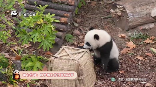 Broadcast: Pandas of class 2025 making debut session 2 #PandaFun #FBLive #ChengduPandaBase #NewYearsDay #BestJobInTheWorld | CCTV