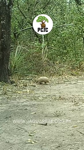 El Tolypeutes matacus, también llamado tatú bolita, es una especie de armadillo originaria de Paraguay, Brasil, Bolivia y Argentina. Es una de las dos especies de armadillo capaces de hacerse una bola para defenderse. 📸 Video captado por nuestras cámaras trampa. | Programa de Conservación del Jaguarete en el Chaco