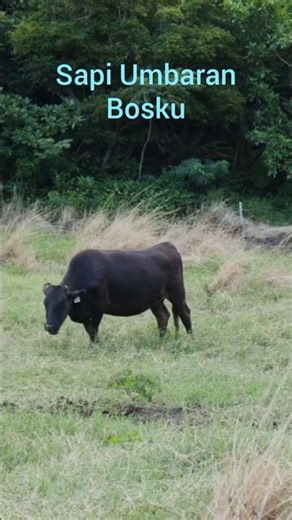 sapi umbaran / sapi sehat, sapi potong, sapi kurban