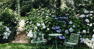 7 old-fashioned flowering plants you need in your garden