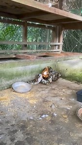 7.9M views · 2.5K reactions | Best Animal & Nature on Reels | Facebook