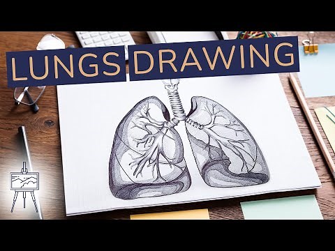 How to Draw Lungs Step-by-Step (Realistic)