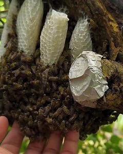 2.6K views · 32 reactions | The process of starting a bee hive!  | Beehub Reely | Facebook